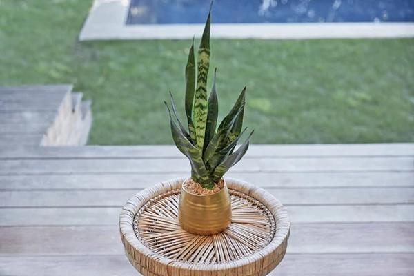 7 loại cây giúp giảm căng thẳng ở văn phòng-4