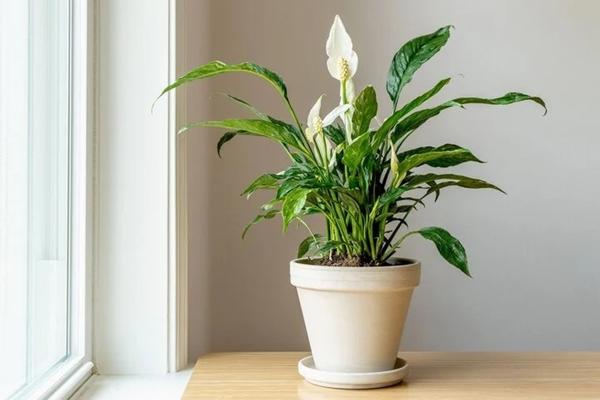 7 loại cây giúp giảm căng thẳng ở văn phòng-8