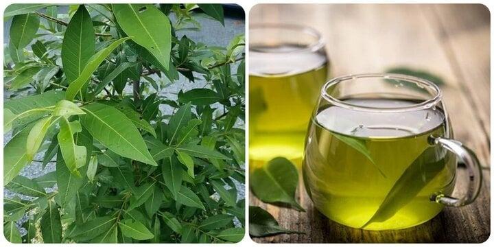 Công dụng của lá vối với sức khỏe-1