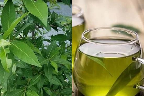 Công dụng của lá vối với sức khỏe