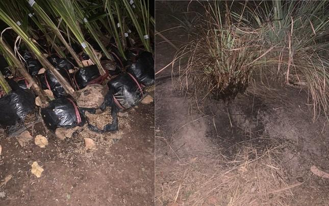 Nhân chứng kể vụ mặt đất bỗng nhiên bốc cháy liên tục ở Đắk Lắk-4