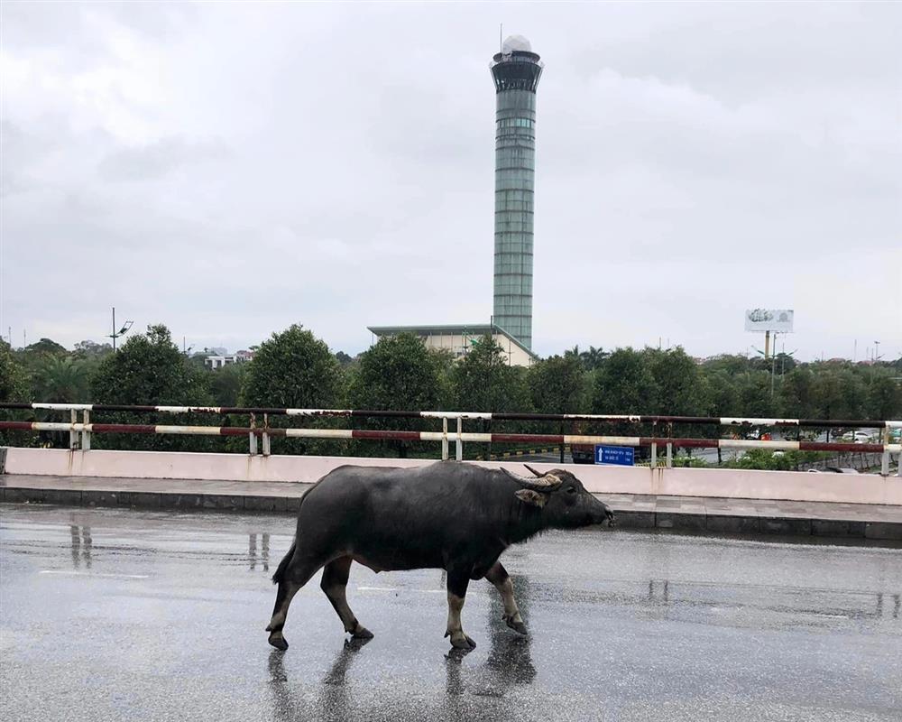 Trâu đi lạc lên tầng 2 sân bay Nội Bài-2