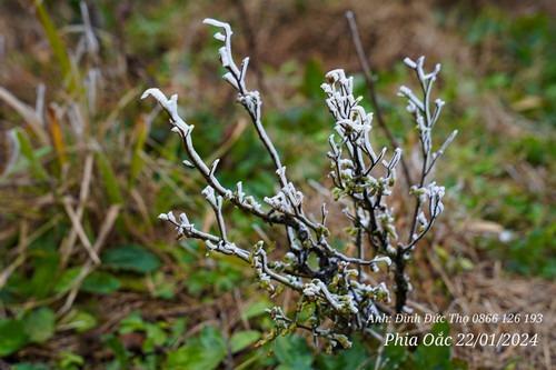 Du khách bất chấp lạnh -6 độ C đổ lên Phia Oắc, Cao Bằng ngắm băng giá phủ trắng-3