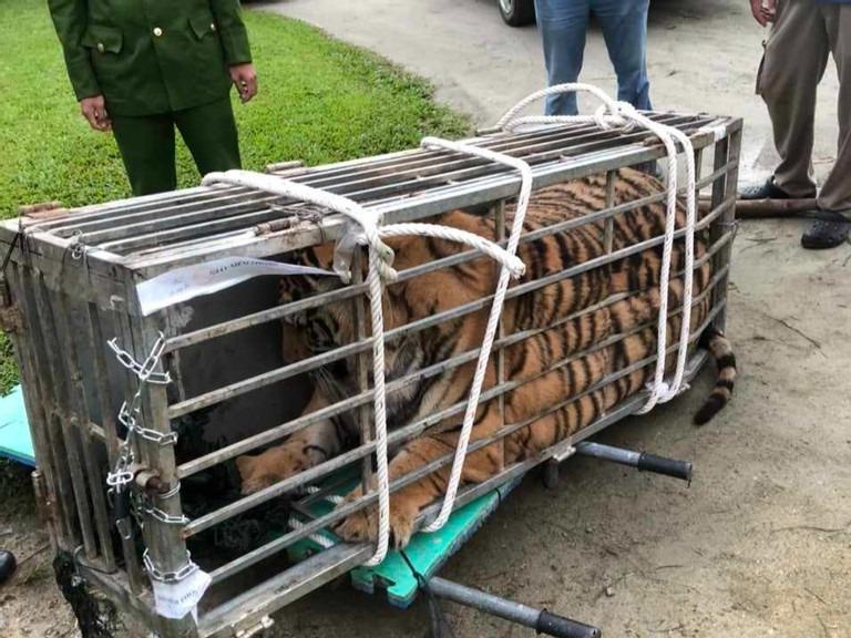 Tài xế ô tô chở hổ sống 200kg vọt ga bỏ chạy khi thấy công an-1