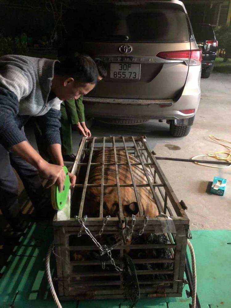 Tài xế ô tô chở hổ sống 200kg vọt ga bỏ chạy khi thấy công an-2