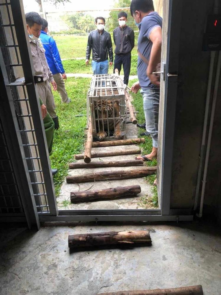 Tài xế ô tô chở hổ sống 200kg vọt ga bỏ chạy khi thấy công an-3