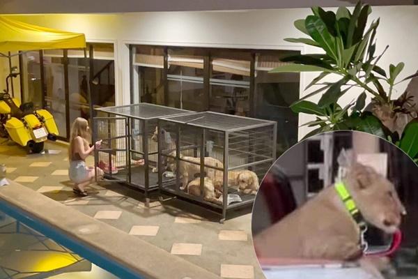 Lái siêu xe đưa sư tử đi dạo, thanh niên gây náo loạn đường phố Thái Lan-1