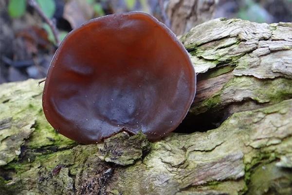 Loại nấm được ví như vàng đen, giàu collagen thực vật, giúp da căng bóng-1