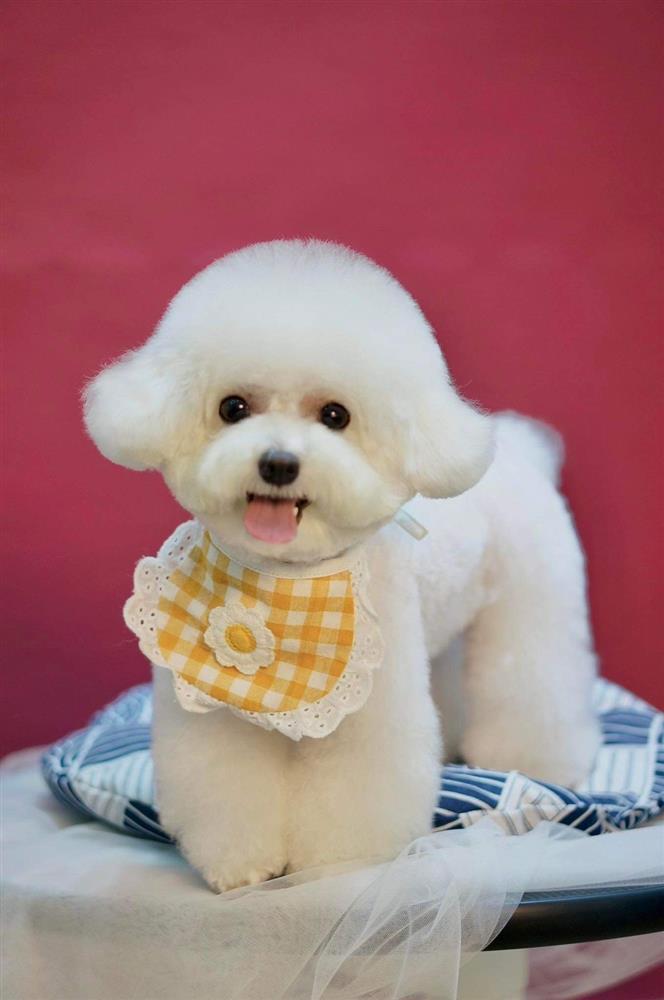 Gội đầu, lấy ráy tai cho chó giá 2 triệu đồng, chủ spa hốt bạc dịp Tết-2