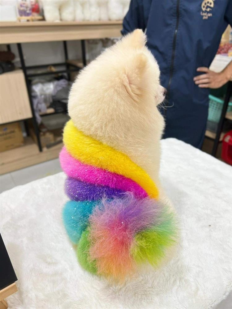 Gội đầu, lấy ráy tai cho chó giá 2 triệu đồng, chủ spa hốt bạc dịp Tết-3