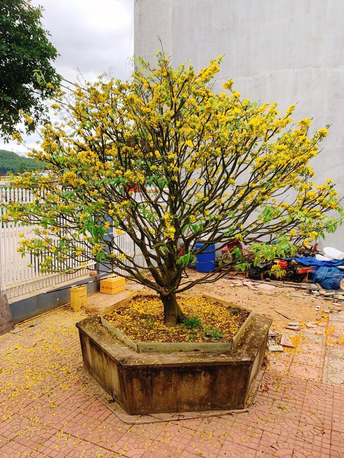 Hoa hậu Ý Nhi lên đồ nhún nhảy, hé lộ một phần căn nhà đang sống tại Úc-11