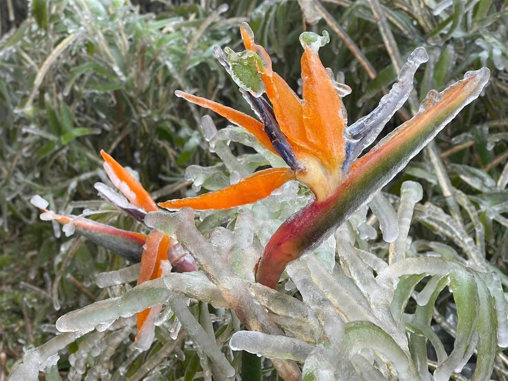 Khoảnh khắc thiên nhiên miền Bắc ngủ vùi trong băng đẹp xiêu lòng-7