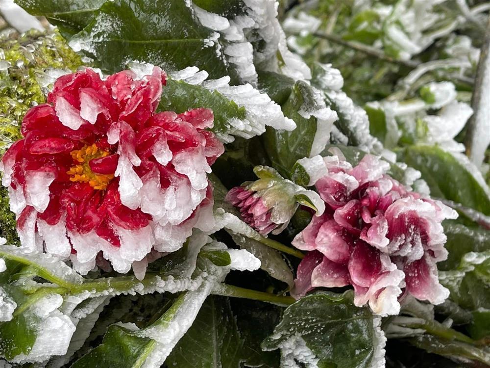 Khoảnh khắc thiên nhiên miền Bắc ngủ vùi trong băng đẹp xiêu lòng-8