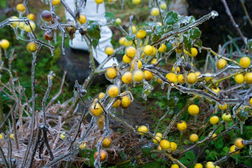 Khoảnh khắc thiên nhiên miền Bắc ngủ vùi trong băng đẹp xiêu lòng-9