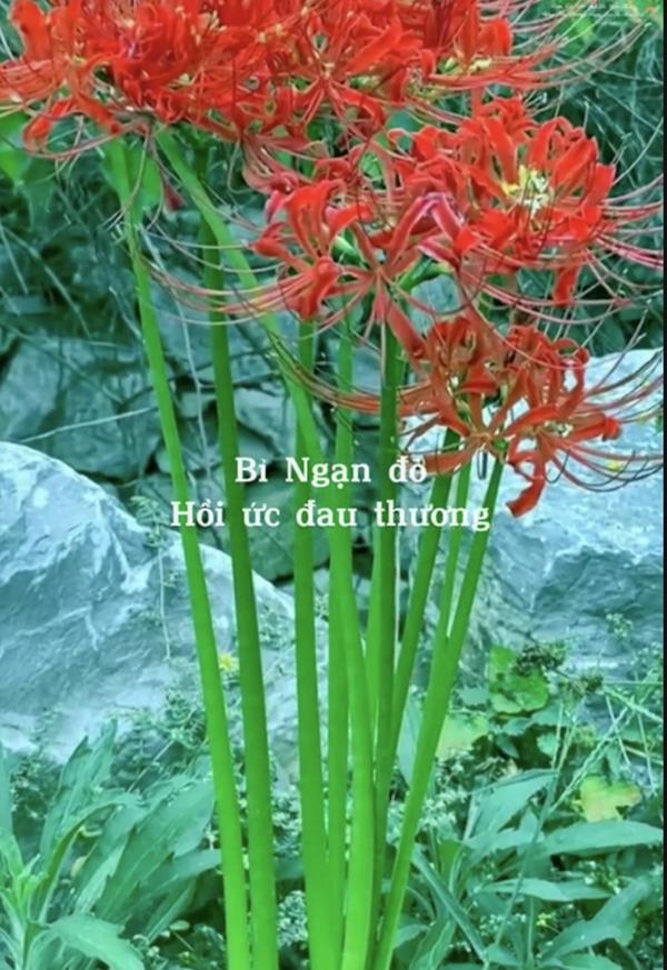 Hoa bỉ ngạn đang gây sốt có thật không?-1