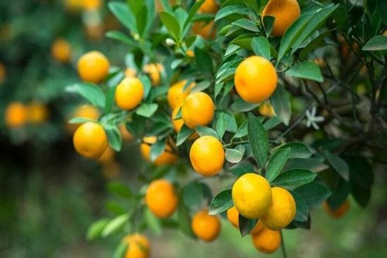 Những loại cây giúp thanh lọc không khí