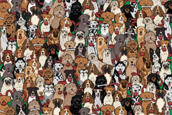 Chi cả chục triệu đồng đưa chó đi huấn luyện, lấy bằng nghiệp vụ trông nhà-1