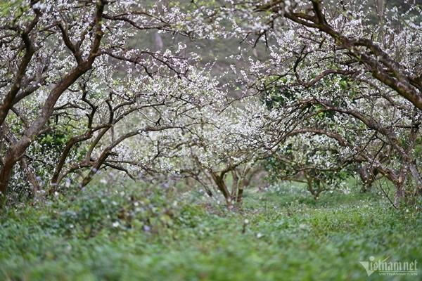 Hoa mận nở trắng Mộc Châu tạo khung cảnh mê đắm lòng người-1