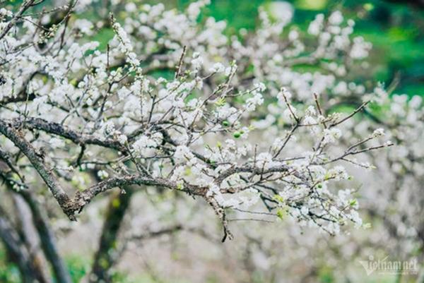 Hoa mận nở trắng Mộc Châu tạo khung cảnh mê đắm lòng người-2
