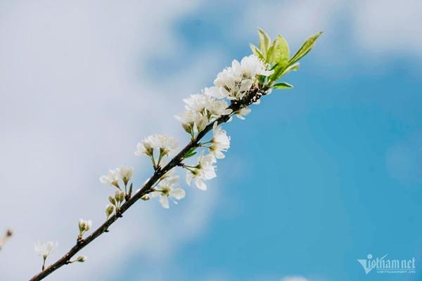 Hoa mận nở trắng Mộc Châu tạo khung cảnh mê đắm lòng người-7