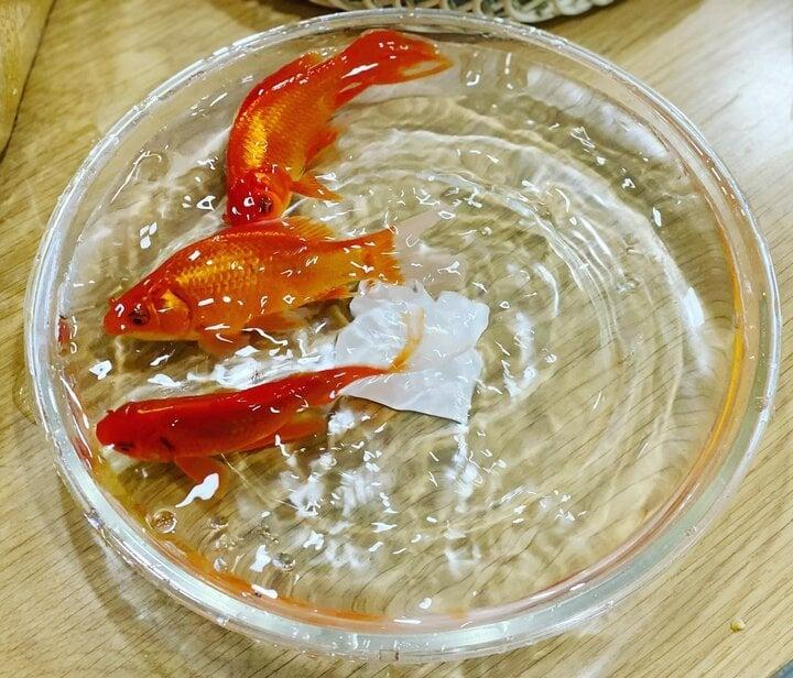 Chọn và thả cá chép đúng cách khi cúng ông Công ông Táo-1