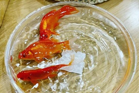 Chọn và thả cá chép đúng cách khi cúng ông Công ông Táo