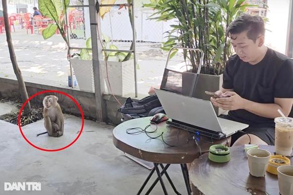 Con khỉ đuôi lợn vào quán cà phê cắn người ở TPHCM-1