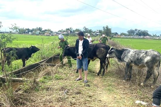 Thuê xe tải đi trộm nguyên một đàn bò