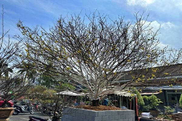 Dân mạng xôn xao cụ mai 2 tỷ ở Cà Mau, chủ nhân tiết lộ giá trị thật gây sốc-1