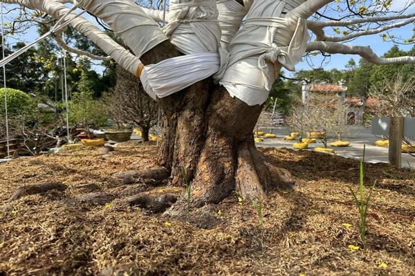 Dân mạng xôn xao cụ mai 2 tỷ ở Cà Mau, chủ nhân tiết lộ giá trị thật gây sốc-2