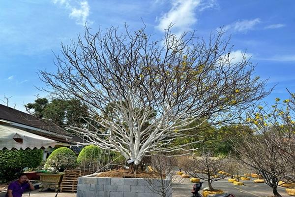 Dân mạng xôn xao cụ mai 2 tỷ ở Cà Mau, chủ nhân tiết lộ giá trị thật gây sốc-3