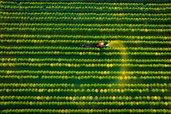 Làng hoa kiểng miền Tây trổ sắc, biến thành phim trường rực rỡ dịp giáp Tết-1