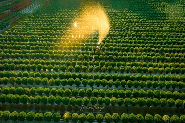 Làng hoa kiểng miền Tây trổ sắc, biến thành phim trường rực rỡ dịp giáp Tết-3