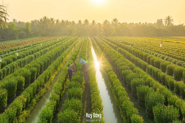 Làng hoa kiểng miền Tây trổ sắc, biến thành phim trường rực rỡ dịp giáp Tết-4