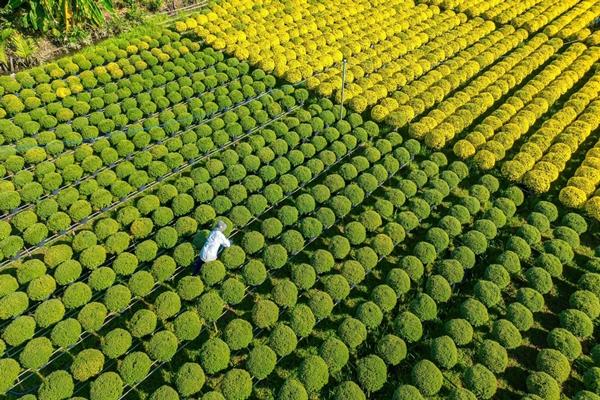 Làng hoa kiểng miền Tây trổ sắc, biến thành phim trường rực rỡ dịp giáp Tết-5