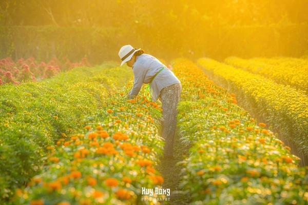 Làng hoa kiểng miền Tây trổ sắc, biến thành phim trường rực rỡ dịp giáp Tết-7