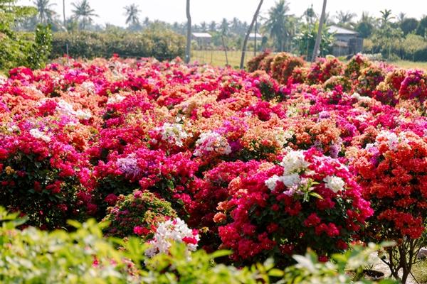 Làng hoa kiểng miền Tây trổ sắc, biến thành phim trường rực rỡ dịp giáp Tết-10