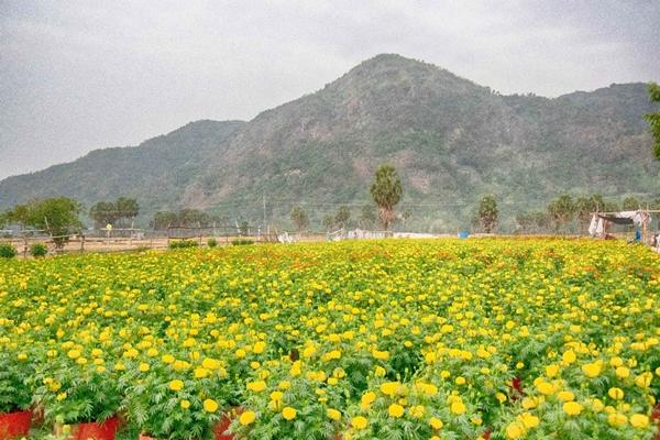 Làng hoa kiểng miền Tây trổ sắc, biến thành phim trường rực rỡ dịp giáp Tết-11