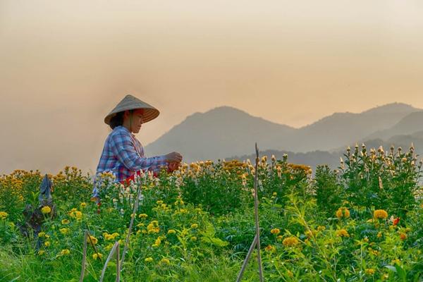 Làng hoa kiểng miền Tây trổ sắc, biến thành phim trường rực rỡ dịp giáp Tết-12