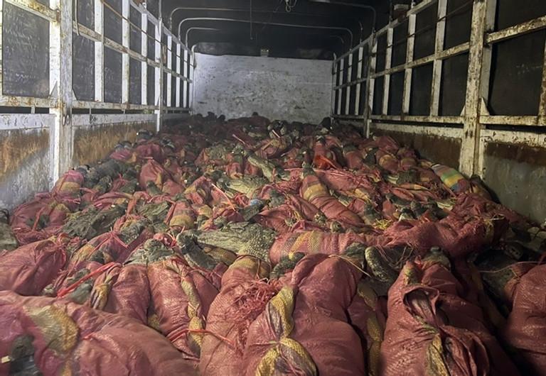 Khởi tố vụ phát hiện gần 400 con cá sấu trên xe tải-1