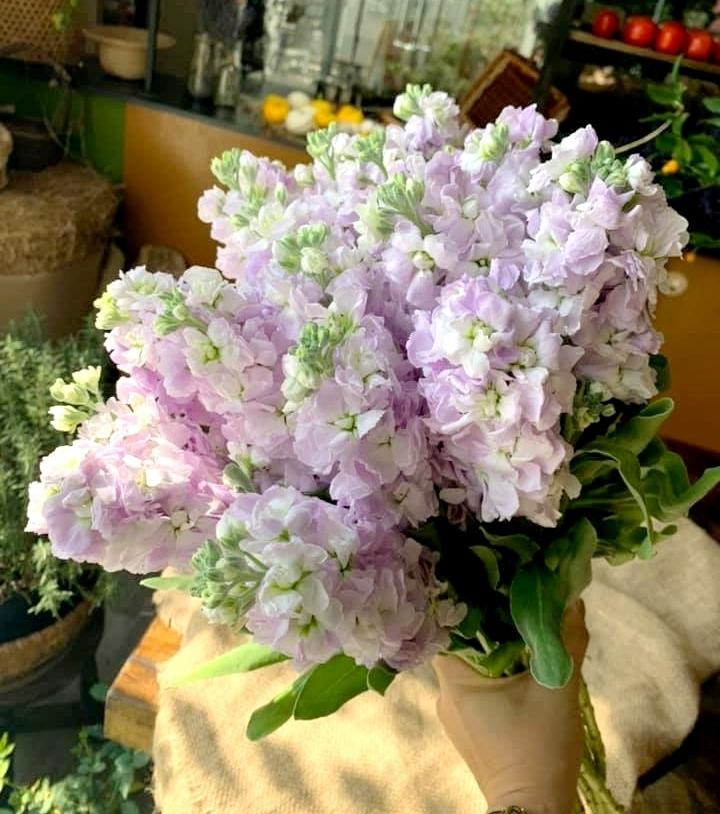 Loài hoa đẹp, tươi lâu nhưng chứa chất cực độc-1