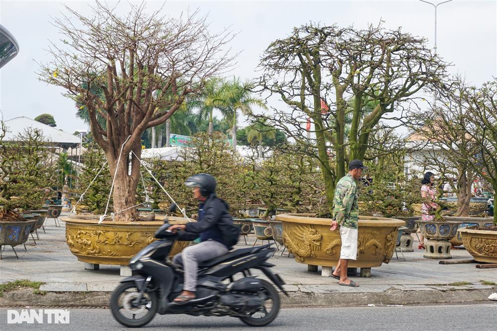 Lão mai trăm tuổi được hét giá 3 tỷ đồng… suốt 10 năm vẫn ế-2