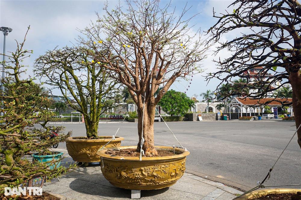 Lão mai trăm tuổi được hét giá 3 tỷ đồng… suốt 10 năm vẫn ế-3