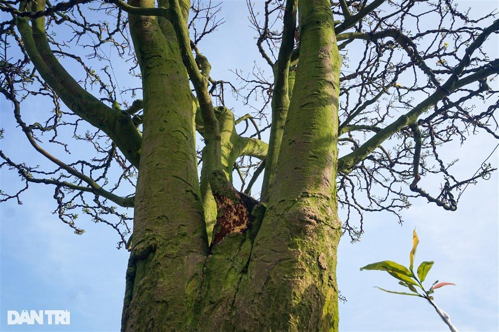 Lão mai trăm tuổi được hét giá 3 tỷ đồng… suốt 10 năm vẫn ế-4