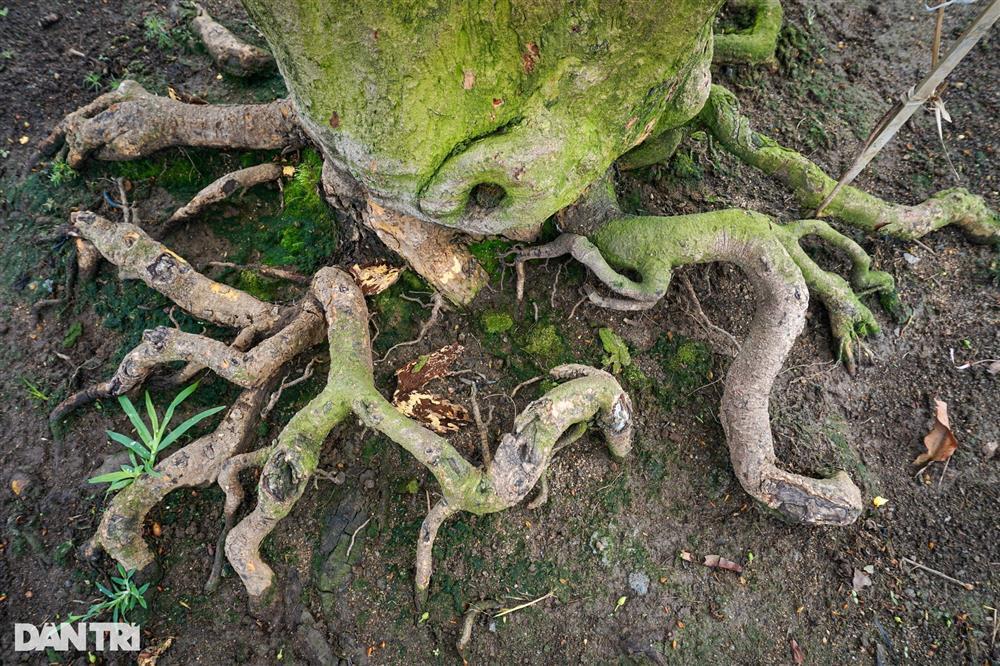 Lão mai trăm tuổi được hét giá 3 tỷ đồng… suốt 10 năm vẫn ế-5