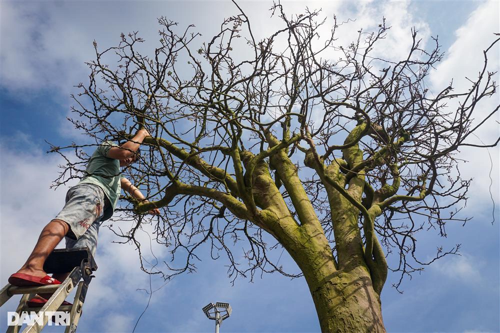 Lão mai trăm tuổi được hét giá 3 tỷ đồng… suốt 10 năm vẫn ế-6