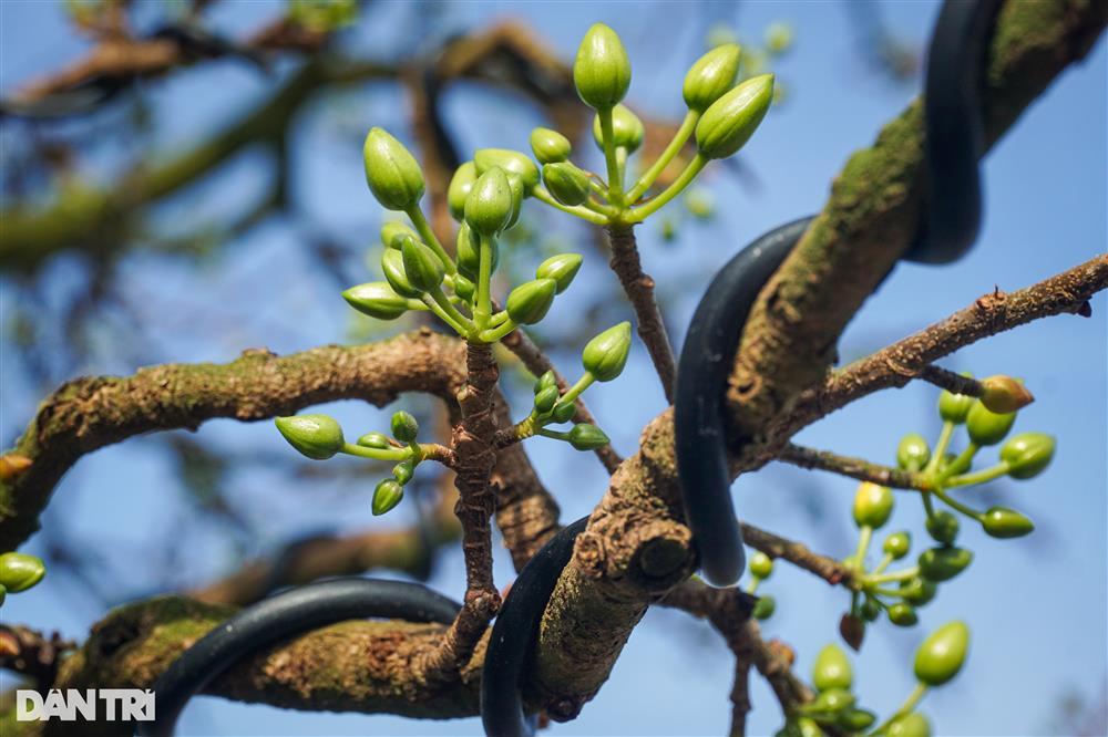 Lão mai trăm tuổi được hét giá 3 tỷ đồng… suốt 10 năm vẫn ế-7