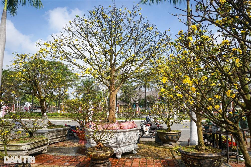 Lão mai trăm tuổi được hét giá 3 tỷ đồng… suốt 10 năm vẫn ế-8