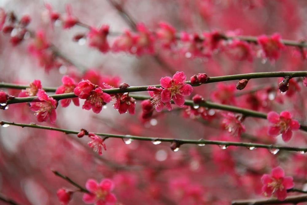 Những lưu ý trong ngày Lập xuân 2024, những việc nên làm và nên tránh để phúc lộc đầy nhà-1