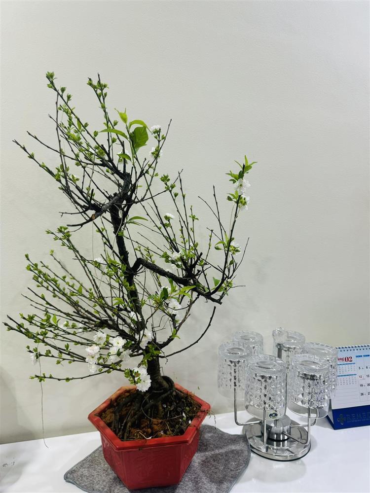 Vợ kém 15 tuổi trang hoàng nhà cửa cùng NSND Công Lý đón Tết-7